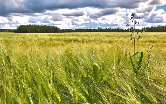Field tallgrass cloudy sky trees free wallpaper for desktop - medium preview image