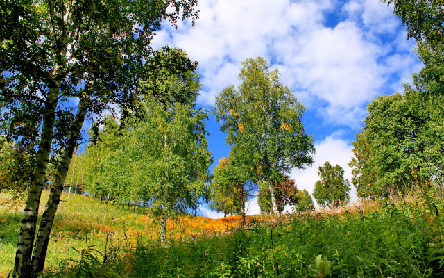 Field trees blue sky clouds #9 free wallpaper for desktop - medium preview image