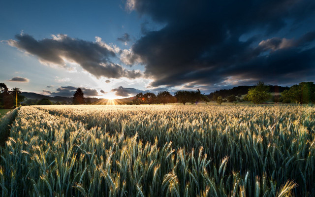 Wheat field cloudy sunset sunshine free wallpaper for desktop - medium preview image