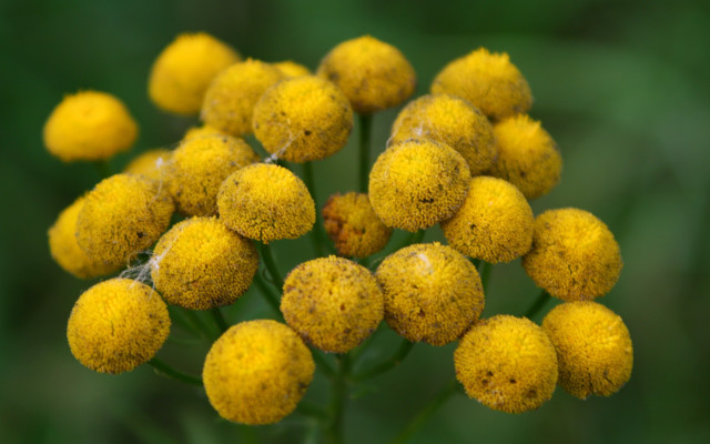 Yellow flower pollen macro blurry free wallpaper for desktop - medium preview image