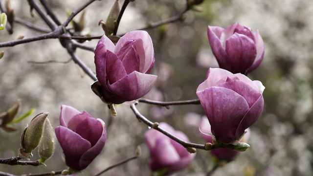 Tree purple flowers leaves blurry free wallpaper for desktop - medium preview image