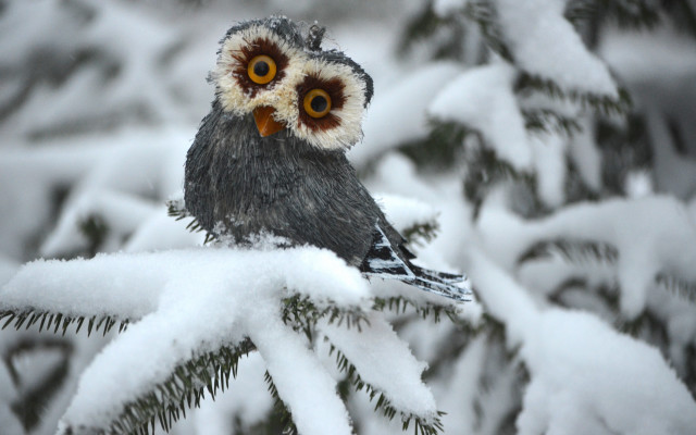 Owl yellow eyes snow branch free wallpaper for desktop - medium preview image