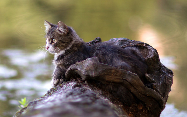 Cat woodland water branch portrait free wallpaper for desktop - medium preview image