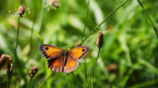 Green butterfly on plant bokeh free wallpaper for desktop - medium preview image