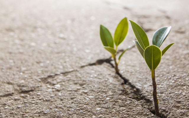 Small plant sprouts sand light free wallpaper for desktop - medium preview image