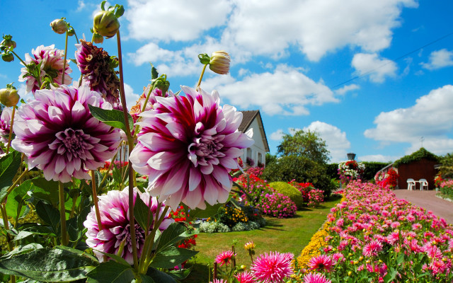 Garden flowers house blue sky free wallpaper for desktop - medium preview image