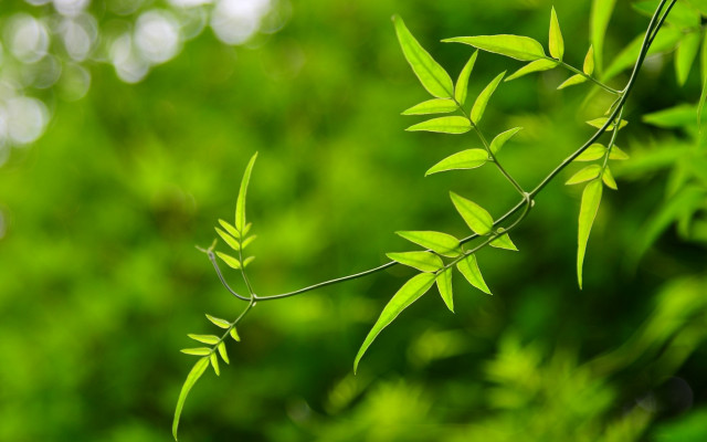 Green plant leaves bokeh blurry free wallpaper for desktop - medium preview image