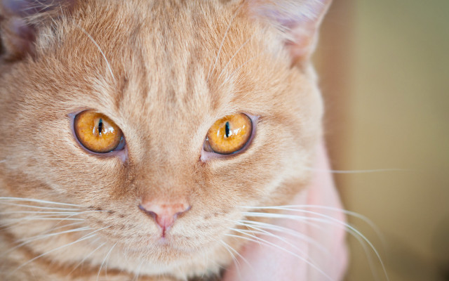 Cat yellow eyes hand closeup free wallpaper for desktop - medium preview image