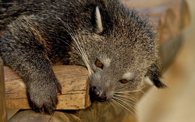 Raccoon wooden bench distant gaze free wallpaper for desktop - medium preview image
