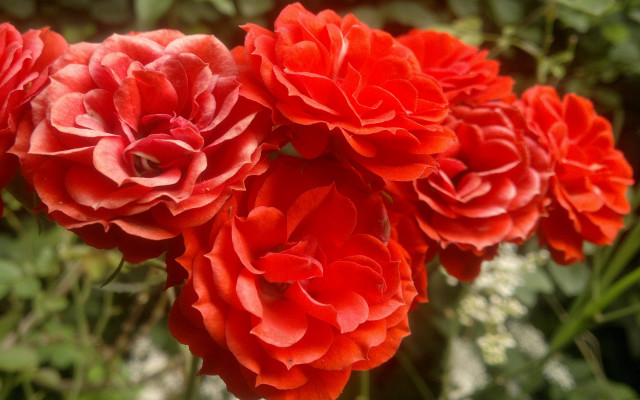 Red flowers vase outdoor bouquet free wallpaper for desktop - medium preview image