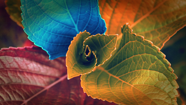 Leaf blue green yellow red free wallpaper for desktop - medium preview image