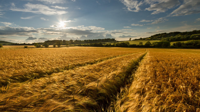 Wheat field sunset clouds cityscape free wallpaper for desktop - medium preview image