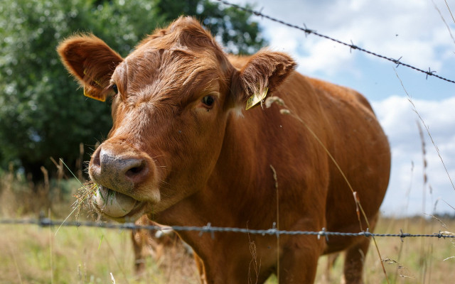 Brown cow field fence trees free wallpaper for desktop - medium preview image