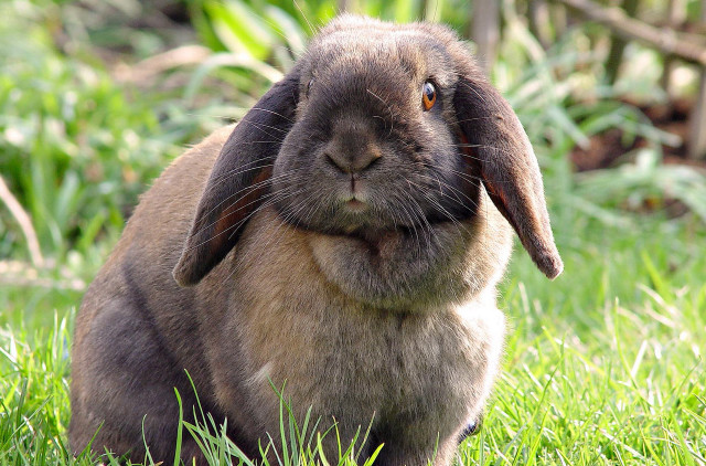 Sad rabbit grass outdoors blurry free wallpaper for desktop - medium preview image