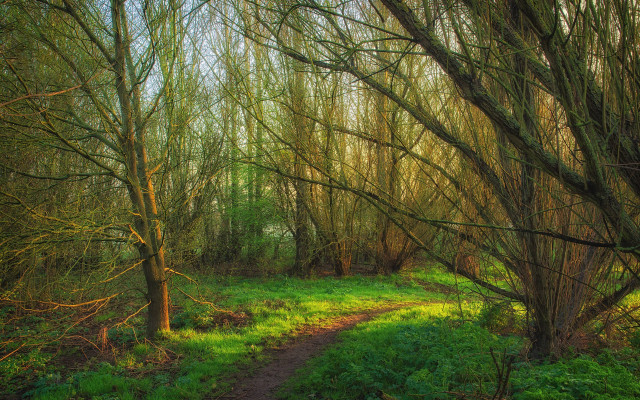 Forest path arts crafts tiltshift free wallpaper for desktop - medium preview image