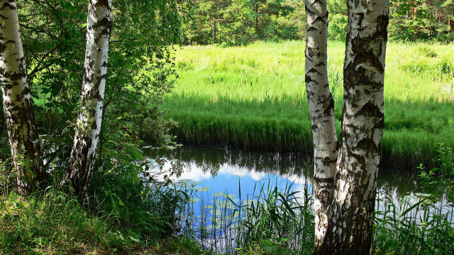 Pond trees grass forest sky free wallpaper for desktop - medium preview image