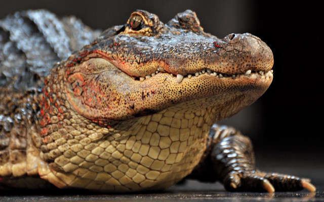 Crocodile head open mouth realistic free wallpaper for desktop - medium preview image