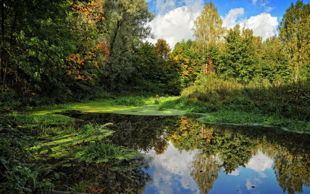 River trees grass pond clouds free wallpaper for desktop - medium preview image