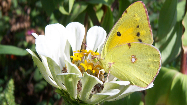 Yellow butterfly white flower garden free wallpaper for desktop - medium preview image