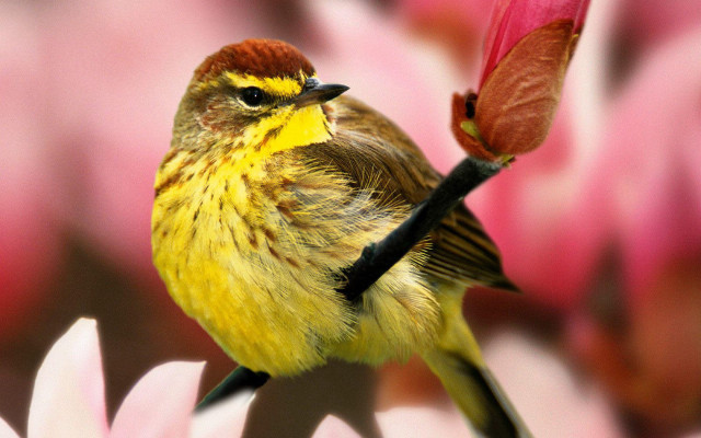 Small bird on flower ecological free wallpaper for desktop - medium preview image