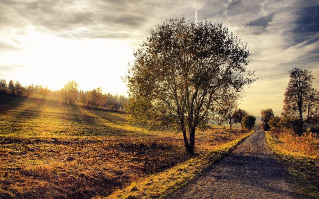 Dirt road tree field autumn free wallpaper for desktop - medium preview image
