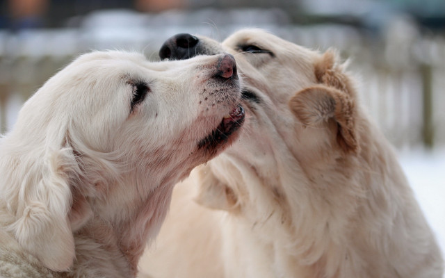 White dogs kissing snow biting free wallpaper for desktop - medium preview image