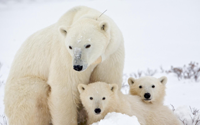 Polar bear cubs snow wildlife free wallpaper for desktop - medium preview image
