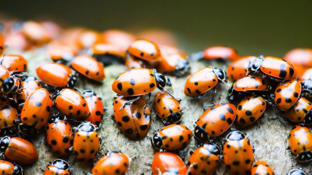 Ladybugs group rock tree trunk free wallpaper for desktop - medium preview image