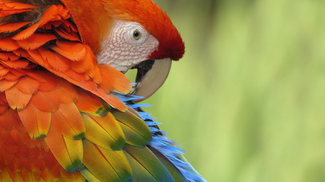 Colorful bird white face red free wallpaper for desktop - medium preview image