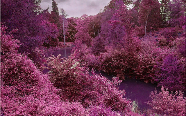 Purple forest river cherry blossoms free wallpaper for desktop - medium preview image