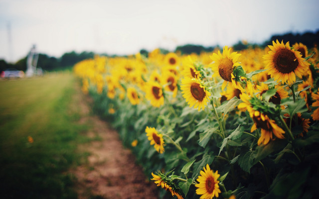 Sunflower field truck blue sky free wallpaper for desktop - medium preview image