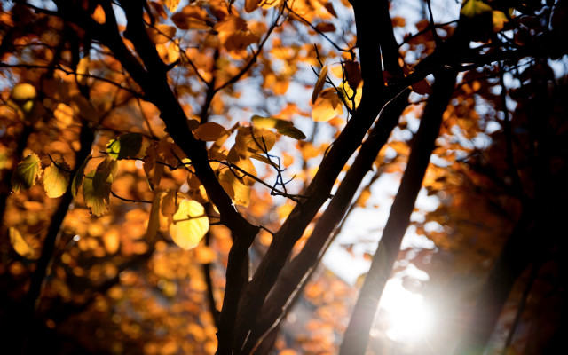Yellow leaves sunset tree branch free wallpaper for desktop - medium preview image