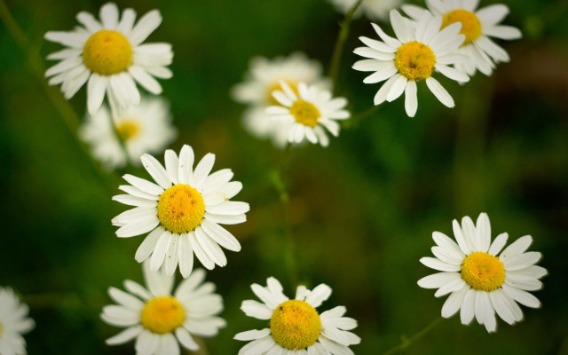 White flowers yellow centers field #3 free wallpaper for desktop - medium preview image