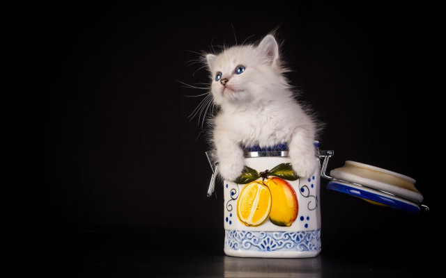 White kitten cans orange knife free wallpaper for desktop - medium preview image