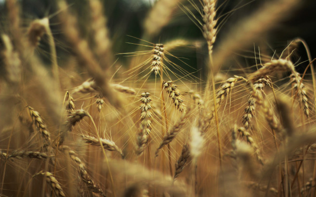 Wheat field blurry background macro free wallpaper for desktop - medium preview image