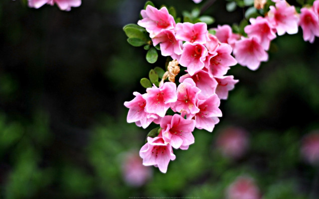 Pink flowers branch sun blossoms free wallpaper for desktop - medium preview image