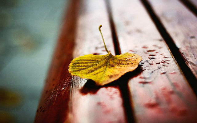 Yellow leaf wooden bench water #2 free wallpaper for desktop - medium preview image