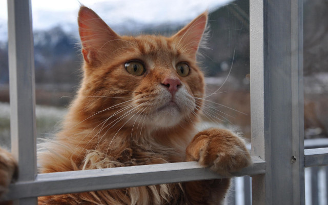 Cat window mountain rail stairs free wallpaper for desktop - medium preview image