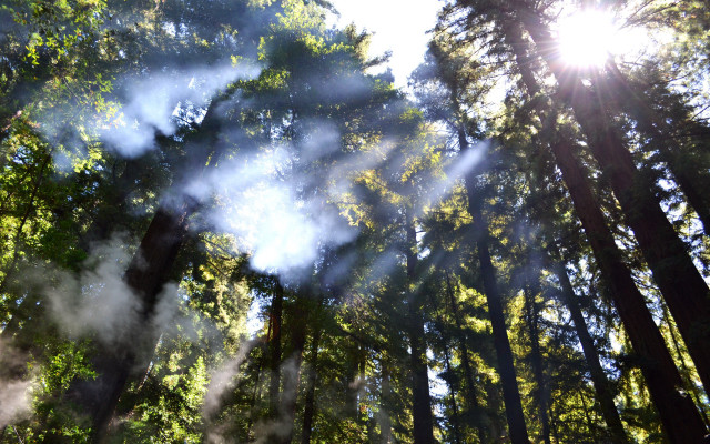 Forest smoke sunlight mist autumn free wallpaper for desktop - medium preview image