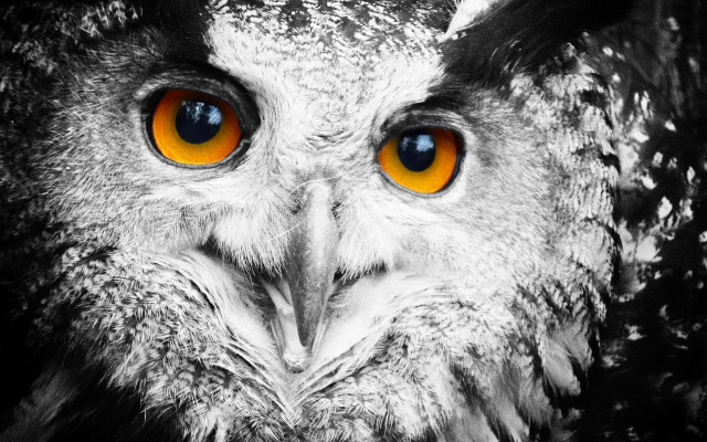 Owl orange eyes black background #2 free wallpaper for desktop - medium preview image