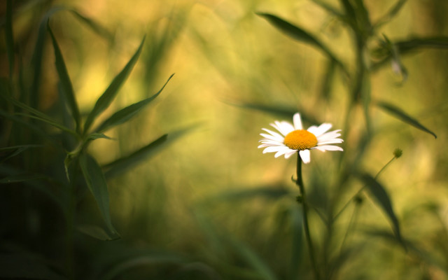 Daisy field blurry macro nature free wallpaper for desktop - medium preview image
