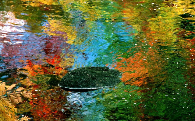 Pond rock trees leaves rainbow free wallpaper for desktop - medium preview image