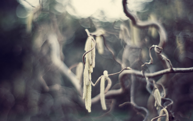 Tree leaves woods blurry shallow free wallpaper for desktop - medium preview image