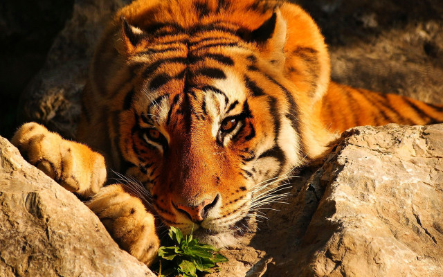 Tiger leaves rock wall sun free wallpaper for desktop - medium preview image