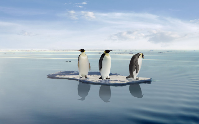 Penguins ice ocean sky clouds free wallpaper for desktop - medium preview image