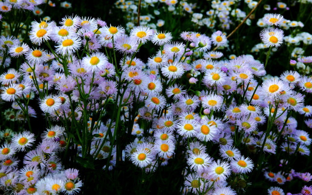 Flower field impressionism macro daisy free wallpaper for desktop - medium preview image