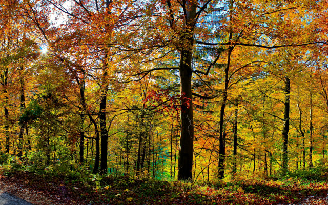 Forest road autumn leaves fence free wallpaper for desktop - medium preview image