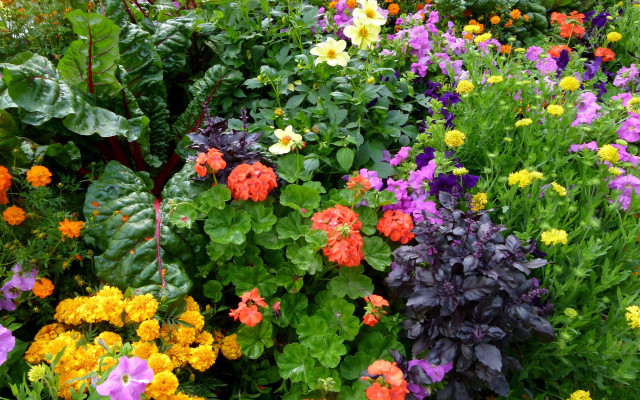 Garden colorful flower field puzzle free wallpaper for desktop - medium preview image