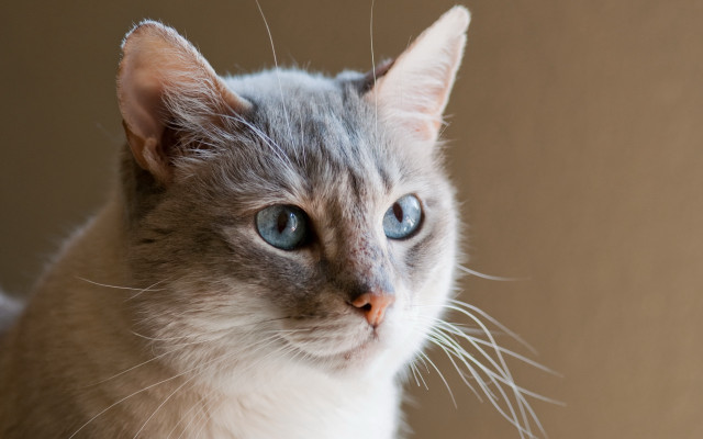 Cat blue eyes serious shiba #2 free wallpaper for desktop - medium preview image