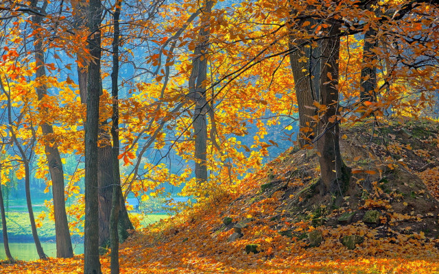 Forest autumn leaves impressionist sky free wallpaper for desktop - medium preview image